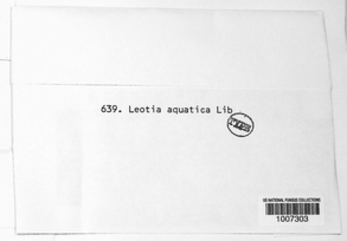 Ombrophila aquatica image